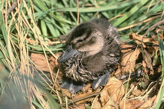 Northern Pintail Chick by U.S. Fish and Wildlife Service is available under Public Domain.
